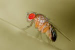 Common Fruit Fly