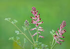 Common Fumitory