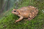 Common Grass Frog