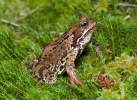 Common Grass Frog