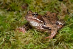 Common Grass Frog