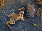 Common Grass Frog