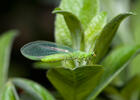 Common Green Lacewing