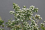 Common Hawthorn