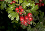 Common Hawthorn