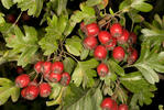 Common Hawthorn