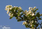 Common Hawthorn