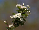 Common Hawthorn