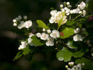 Common Hawthorn