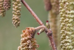 Common Hazel