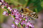 Common heather