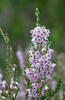 Common heather