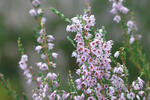 Common heather