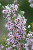 Common heather