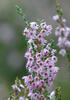 Common heather