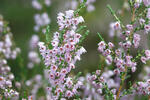 Common heather