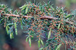 Common Juniper