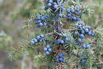 Common Juniper