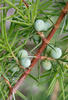 Common Juniper