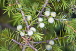 Common Juniper