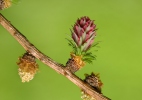 Common Larch