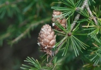 Common Larch