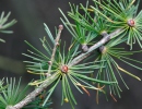 Common Larch