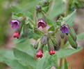 Common Lungwort