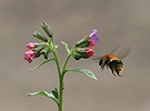 Common Lungwort