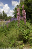 Common Lupine