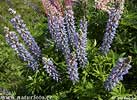 Common Lupine