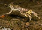 Common Midwife Toad