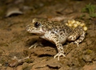 Common Midwife Toad