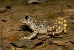 Common Midwife Toad