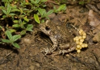 Common Midwife Toad