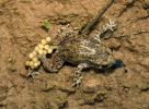 Common Midwife Toad