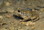 Common Midwife Toad
