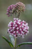 Common Milkweed