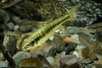 Common Minnow