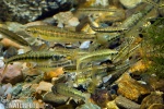 Common Minnow