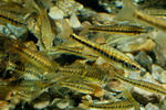 Common Minnow