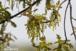 Common Oak