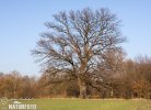 Common Oak