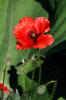 Common Poppy