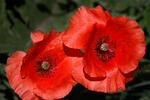 Common Poppy