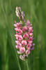 Common Sainfoin