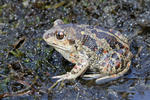 Common Spadefoot