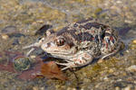 Common Spadefoot