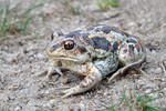 Common Spadefoot