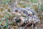 Common Spadefoot